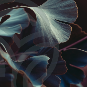 Ginkgo & Hawthorn NSP NSP mudel 909 | Pilt nr 1